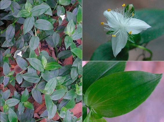 wandering jew and pets