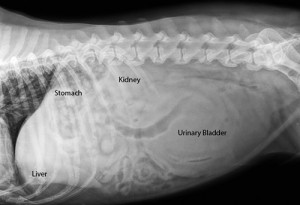 rad-bladder1labeled