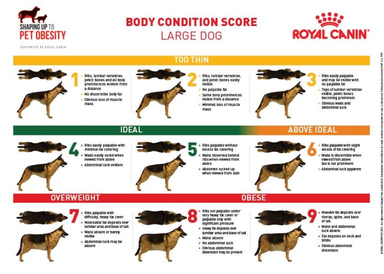 Obesity in pets | Veterinarians Gisborne | Gisborne Veterinary Clinic