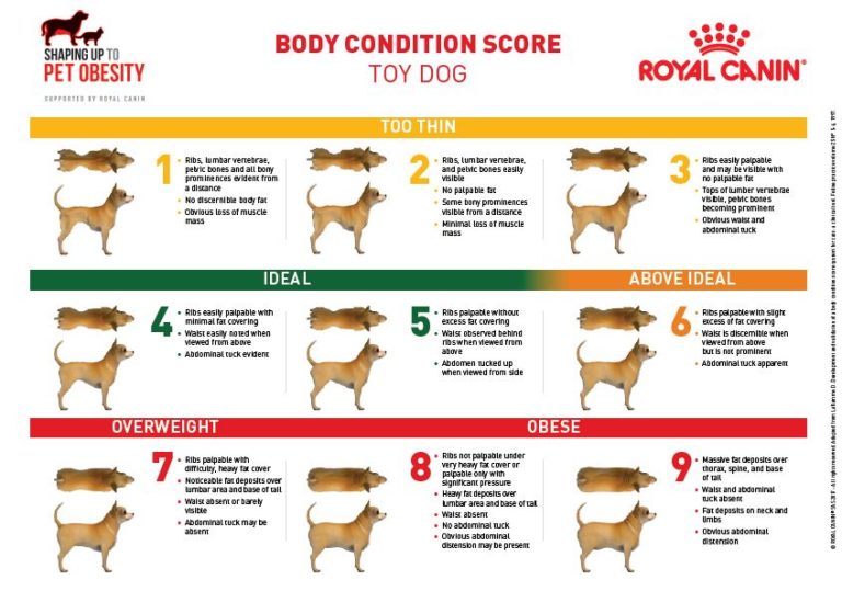 Obesity in pets | Veterinarians Gisborne | Gisborne Veterinary Clinic