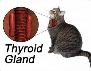 Hyperthyroidism in Cats | Veterinarians Gisborne | Gisborne Veterinary